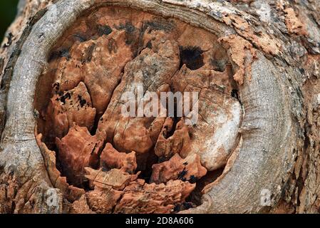 Close-up view of the decaying tree trunk Stock Photo