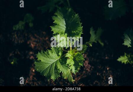 Close-up view of the lettuce leaves in the light and shadow of the morning Stock Photo