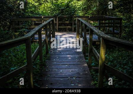 Wooden footpath leads through bushes and swampland in the forest Stock Photo