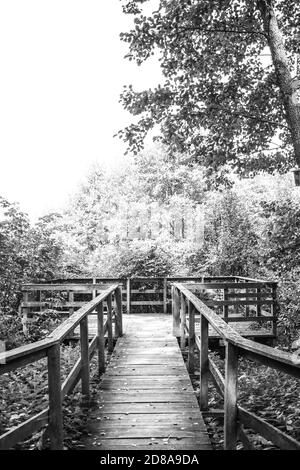 Wooden footpath leads through bushes and swampland in the forest, black and white image Stock Photo