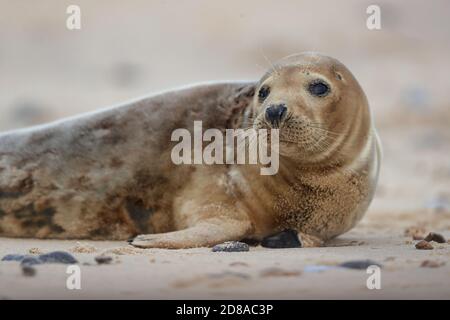 The grey seal is found on both shores of the North Atlantic Ocean. It is a large seal, which are commonly referred to as 'true or earless' seals. Stock Photo
