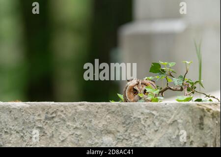 Waldohreule sitzt auf einen Grabstein Stock Photo