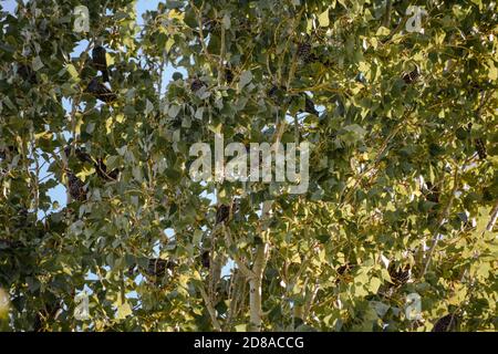 A group of starlings takes refuge in the green crown of a poplar tree Stock Photo