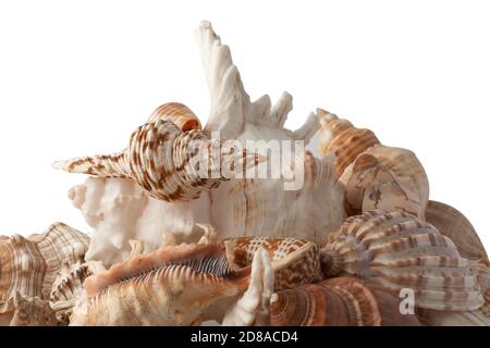 Group of seashells isolated on white background. Stock Photo