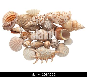 Group of seashells isolated on white background. Stock Photo