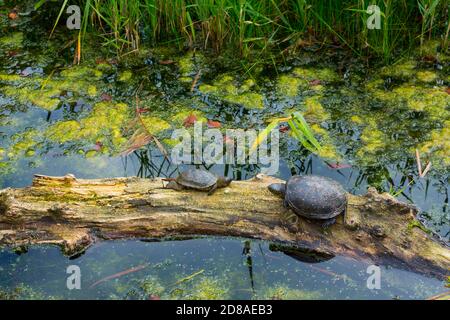 European pond turtle (Emys orbicularis) Stock Photo