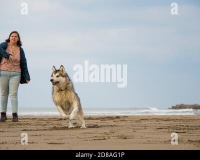 Female Alaskan Malamute chasing a ball on a beach thrown by woman owner, Cornwall, UK Stock Photo