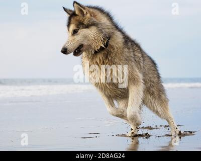 Alaskan Malamute dog running on the beach, Cornwall, UK Stock Photo