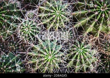 Beautiful cactus background and abstract texture. Detail of a green cactus with thorns, close-up photo with selective focus. Stock Photo