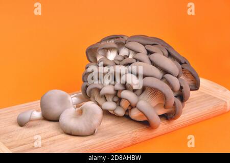Edible natural oyster mushrooms, bamboo cutting board, on orange background, mushrooms for cooking and pickles, close-up and copy space Stock Photo