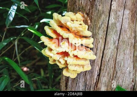 Young, juicy collectible fruit of crab of the woods on a dead trunk, Laetiporus sulphureus Stock Photo