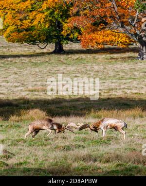 Fallow deer (Dama dama) bucks with palmate antlers fight in Petworth Deer Park, Petworth, West Sussex, England in autumn during the rutting season Stock Photo