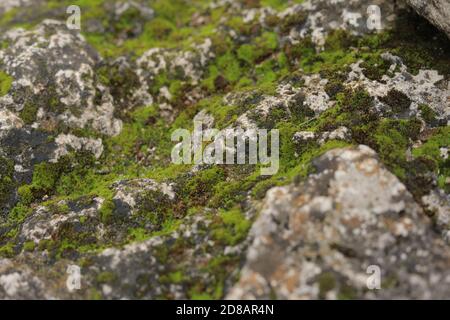 Closeup  of a mossy stone Stock Photo