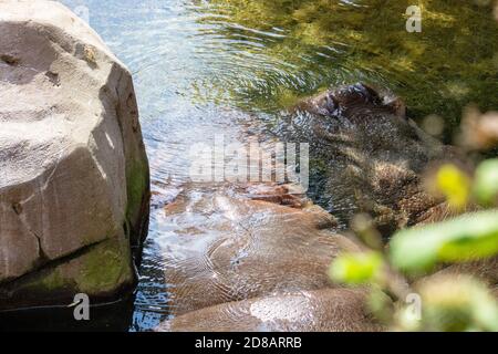 Picture of two large underwater hippopotamus, also called hippos Stock Photo