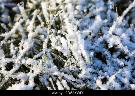Crystals of snow and ice on branches. Cold weather. Close up view Stock Photo