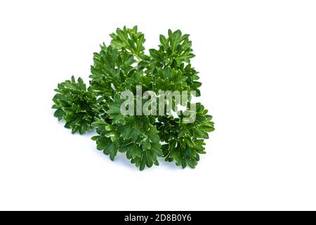 Parsley isolated on white background Stock Photo