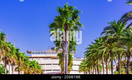 palm tops against a blue-purple image and sunshine Stock Photo