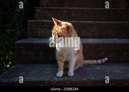 Ginger cat sits on step in sunlight ready to pounce on mouse