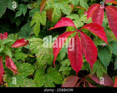 Bright red leaves of wild grapes (ivy), autumn season. A climbing plant, from green to autumn red. Autumn background concept. Bright natural Stock Photo