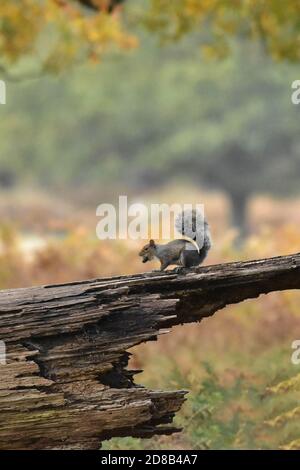 Grey Squirrel Sciurus carolinensis feeding on tree limb Stock Photo