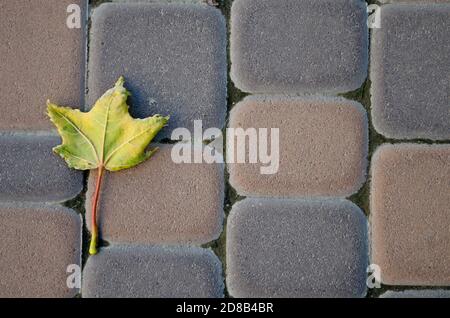 Green leaf lies on a bar or asphalt in the city Stock Photo