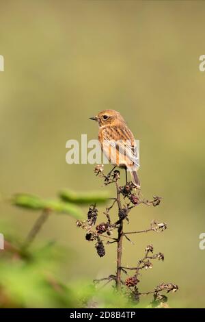 Female Stonechat, Saxicola rubicola, perched on autumn bramble, Wormwood Scrubs, London, United Kingdom Stock Photo