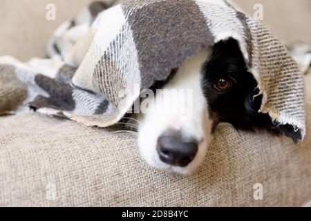 Funny portrait puppy dog border collie lying on couch under plaid indoors. Dog nose sticks out from under plaid close up. Pet keeps warm under blanket in cold winter weather. Pet care animal life Stock Photo