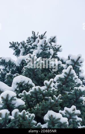 Green fluffy fir tree in the snow, Christmas wallpaper concept Stock ...