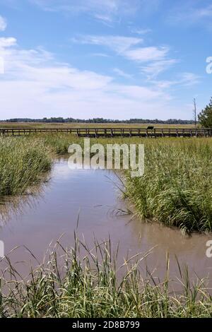 A view from within the St. Jones Reserve, a salt water marsh located near Dover, Delaware. Stock Photo