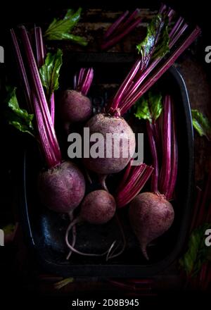 Top view of bunch of freshly harvested raw organic beets with foliage Stock Photo