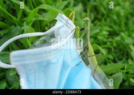 Praying mantis living on discarded medical face mask Waste pollution.Contaminated habitat,COVID19 trash Stock Photo