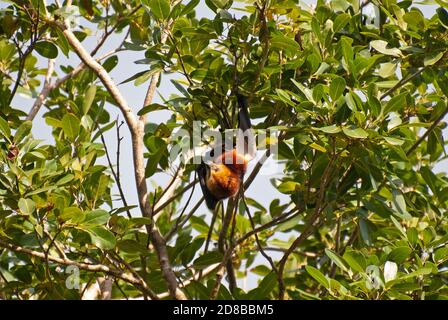 Endangered Mauritian Fruit Bat (Pteropus niger), Mauritius. Stock Photo
