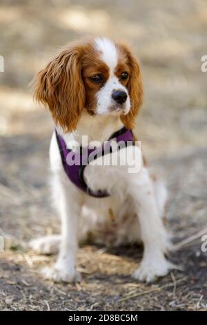 5-Months-Old Blenheim Cavalier King Charles Spaniel Puppy Sitting and Looking Away. Stock Photo