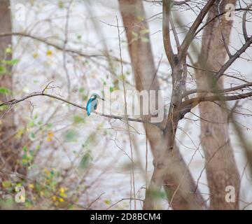 Kingfisher perched on a gray foggy branch background Stock Photo