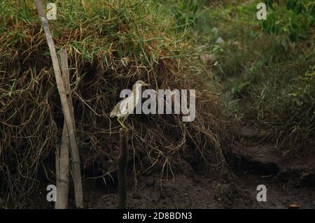 Javan pond heron perching on a wooden branch Stock Photo