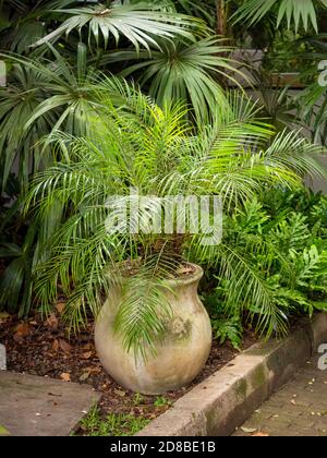 Pygmy Date Palm, Miniature Date Palm or just Robellini Stock Photo