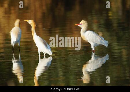 cattle egret are looking for food in rivers or lakes Stock Photo