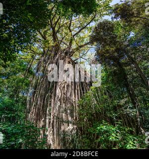 Curtain Fig, Curtain Fig National Park, Yungaburra, Atherton Tablelands, North Queensland, Australia Stock Photo