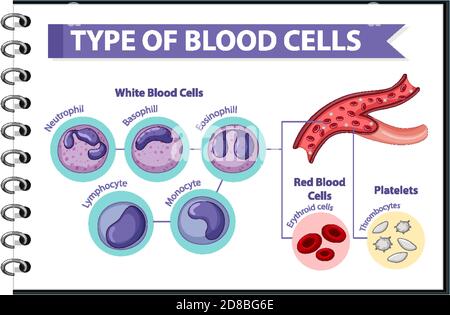 Type of blood cells medical information illustration Stock Vector