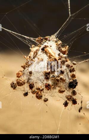 Spiders use their silk to make webs or other structures which