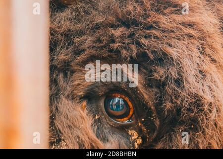 The eye of the bison close up. Stock Photo