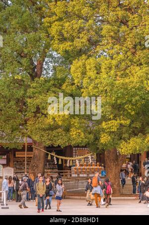 shibuya, japan - november 02 2019: Tourists in front of two camphor trees called Meotokusu which are connected like a married couple by a sacred shime