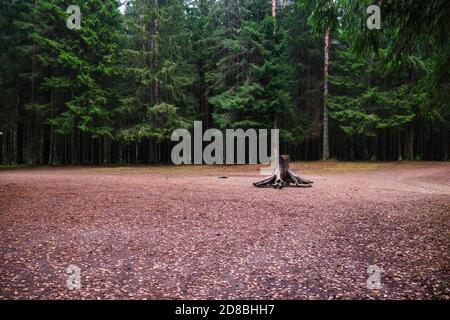 An old felled stump among the trees. Stock Photo
