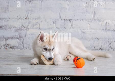 Smiling happy pet dog light colored husky puppy gnawing with pleasure bone of food. Dogs delicacy. Doggy chewing on natural rawhide bone. Dried pork Stock Photo