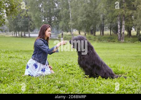 White girl is feeding briard for training on open air. Stock Photo