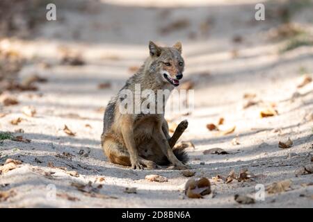 Indian jackal (Canis aureus indicus) strolls a path in India Stock Photo