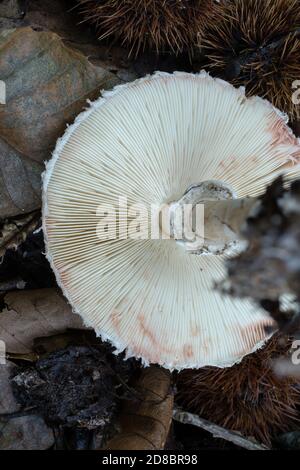 Showing the gill structure of the parasol mushroom or macrolepiota procera. This sample found in October woodland in France. Stock Photo