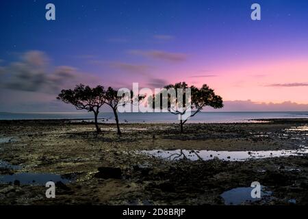 Mangrove trees in early morning on mudflat at low tide, Clairview, Central Queensland, Australia Stock Photo