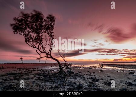 Mangrove trees in early morning on mudflat at low tide, Clairview, Central Queensland, Australia Stock Photo