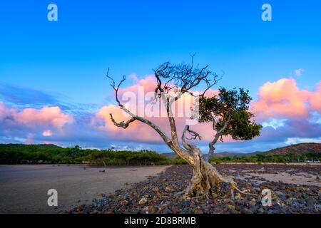 Mangrove trees in early morning on mudflat at low tide, Clairview, Central Queensland, Australia Stock Photo